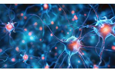 Il fegato parla al cervello individuata la proteina che riproduce i benefici dell allenamento