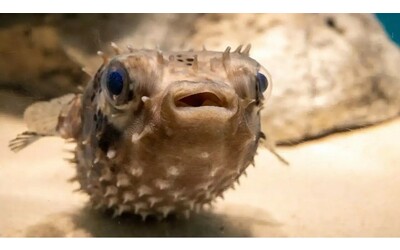 Incredibili cambiamenti di forma nel regno animale ecco le metamorfosi