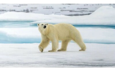 Rapidi cambiamenti genetici negli orsi polari un arma contro il riscaldamento artico