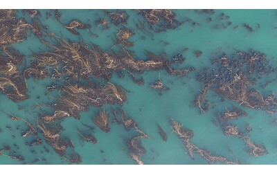 Scoperta la soluzione per salvare le foreste di alghe dal riscaldamento degli oceani