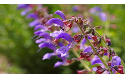 Un viaggio nel DNA della Salvia miltiorrhiza che potrebbe rivoluzionare l agricoltura