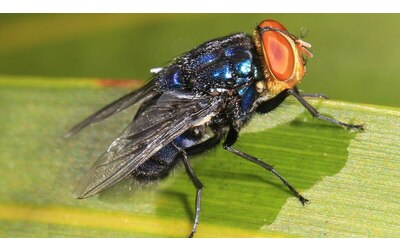 Una mosca carnivora potrebbe tornare negli Stati Uniti allarme tra allevatori e veterinari