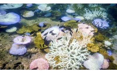 Aumentare i pesci delle barriere coralline per combattere la malnutrizione