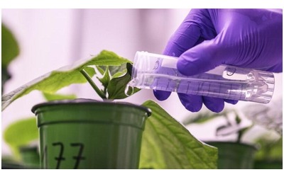 Biostimolanti gli integratori per le piante che migliorano la resilienza ai cambiamenti climatici