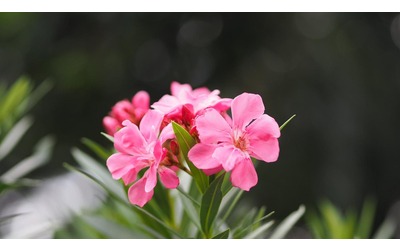 Come coltivare una pianta di oleandro