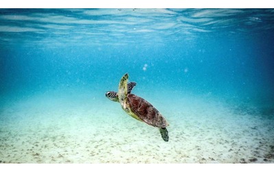 Crisi climatica, nessun animale marino è al sicuro: una mappa per capire quali specie rischiano di più