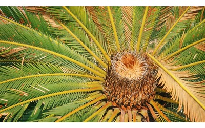 Cycas come coltivare la pianta che viene dalla preistoria