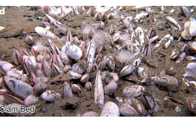Distese di vermi e molluschi la sorpresa della vita estrema negli abissi