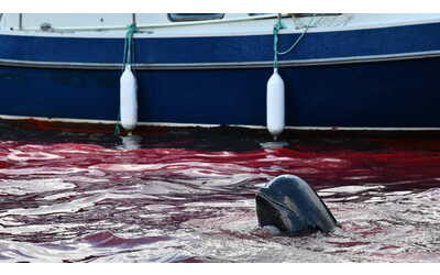 Faroe, nuova mattanza da record di globicefali e delfini