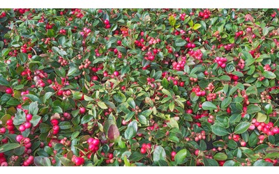 Gaultheria, i colori che vestono il giardino d’inverno