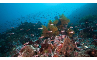 I coralli degli abissi profondi sono pi vulnerabili ai cambiamenti climatici di quanto pensiamo