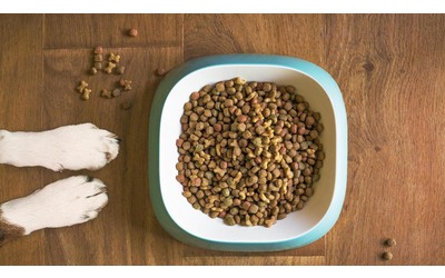 Il cibo per cani emette pi CO2 dei prodotti per alimentazione umana