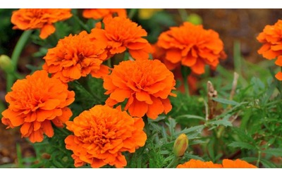 Il tagete come coltivare la pianta dalla fioritura lunghissima