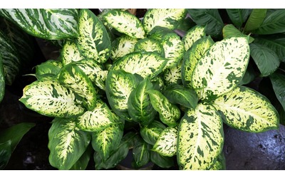 L aglaonema come coltivare la pianta del buio