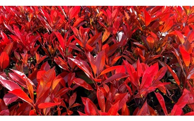 La fotinia come coltivare la pianta che cambia colore