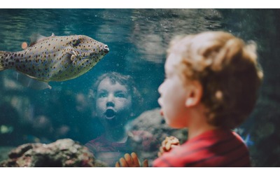 La maggior parte dei pesci negli acquari marini viene catturata in natura