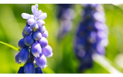 Muscari: coltivazione, cura, fioritura