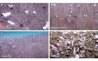 Nell oceano distese di vermi e molluschi svelata la sorprendente biodiversit degli abissi