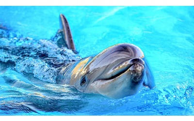 Più si è amici, meno si invecchia. Il segreto svelato dai delfini