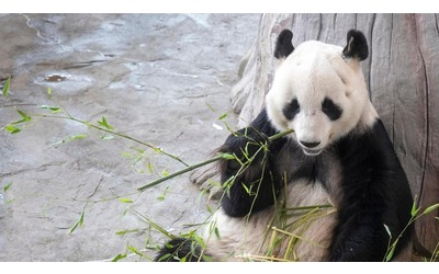 Se gli zoo trattano i panda giganti come pacchi postali