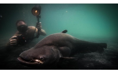 Se i pesci d’acqua dolce non migrano: a rischio estinzione oltre 300 specie