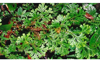 Selaginella come coltivare la pianta natalizia in giardino o in vaso