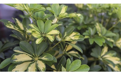 Shefflera come coltivare la pianta dell ombrello