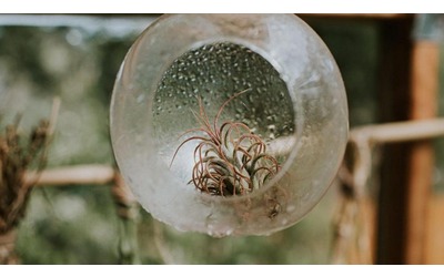 Tillandsia come coltivare la pianta dell aria