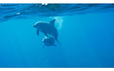 Troppi rifiuti elettronici in mare: è allarme per delfini e focene (e rischia anche l’uomo)