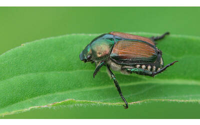 Insetti dannosi in Italia l impatto dei cambiamenti climatici