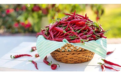 Superfood a chilometro zero  Ecco quali  sono