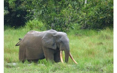 Elefanti di foresta migliorano le stime Ma la specie ancora minacciata