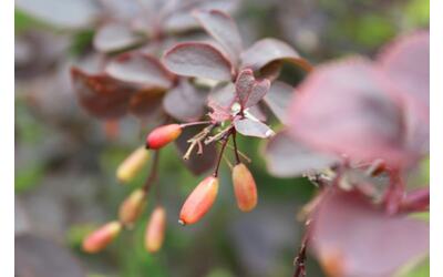 Piante magiche e ottime recensioni per questo gioco diventato gratis