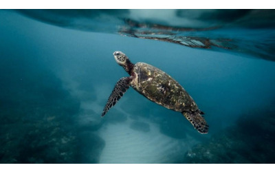 Si conclude la stagione delle nidificazioni di tartarughe marine in Liguria