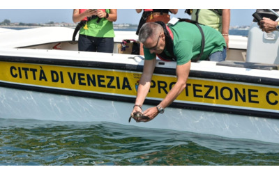 Venezia: le tartarughe marine Elena e baby Serenity tornano in mare